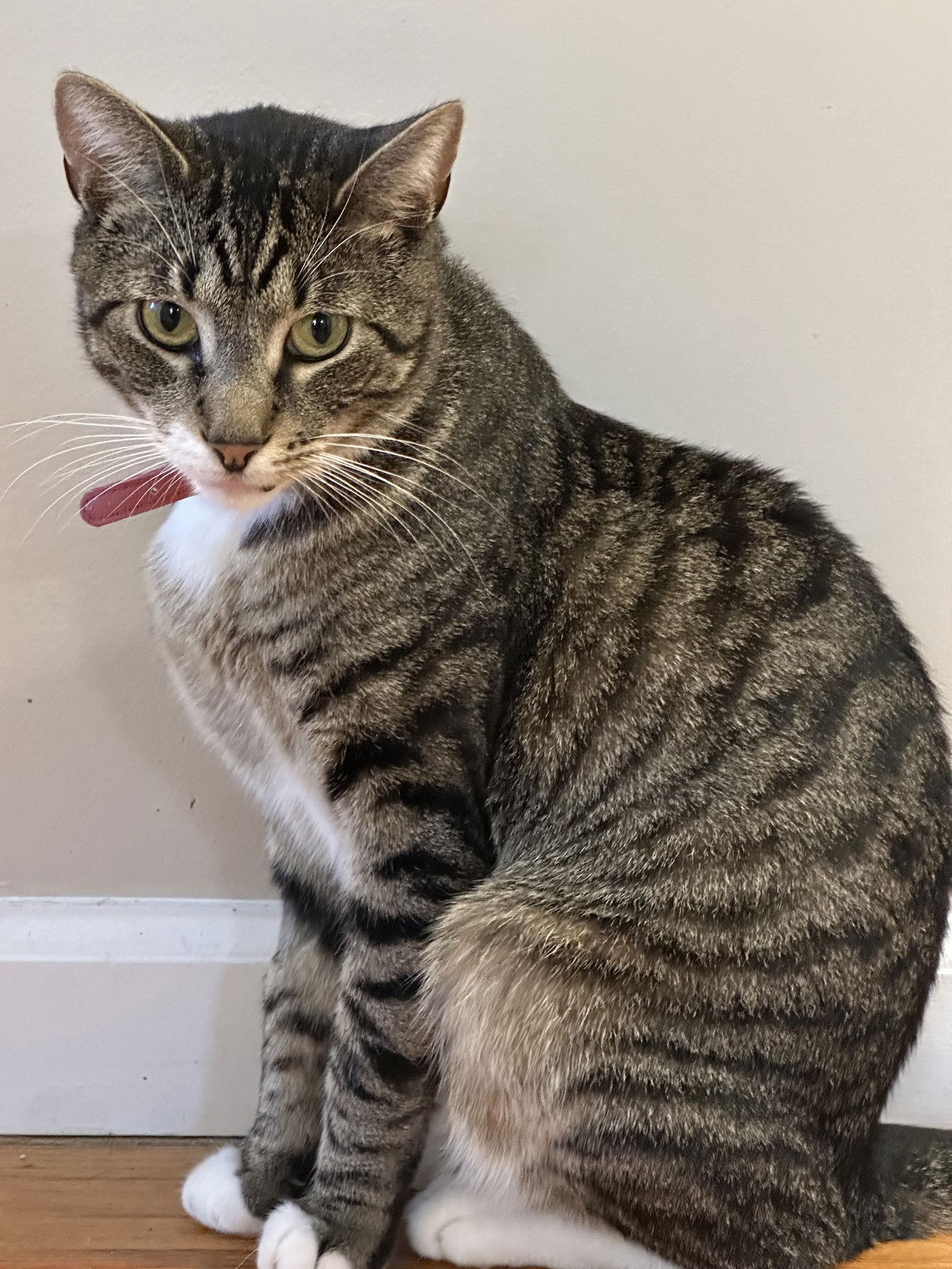 Enlarge Duffy, a Adoptable Domestic Short Hair in Naugatuck, CT image 2/3