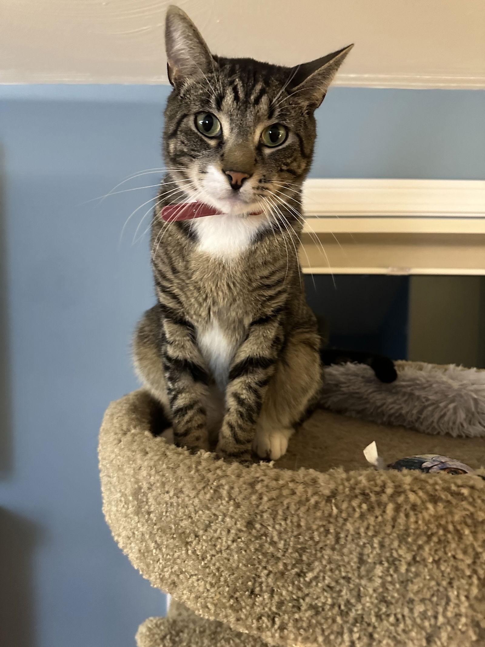 Enlarge Duffy, a Adoptable Domestic Short Hair in Naugatuck, CT image 3/3