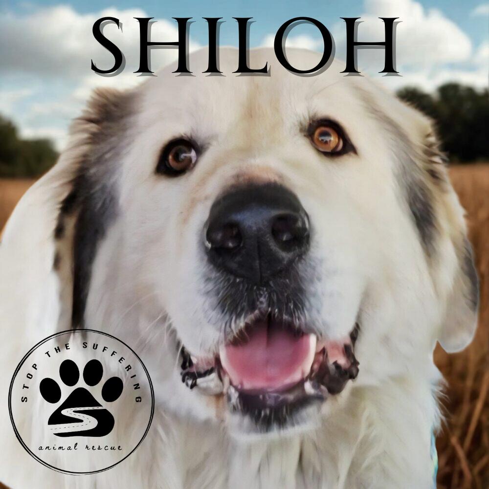 Shiloh thumbnail 2