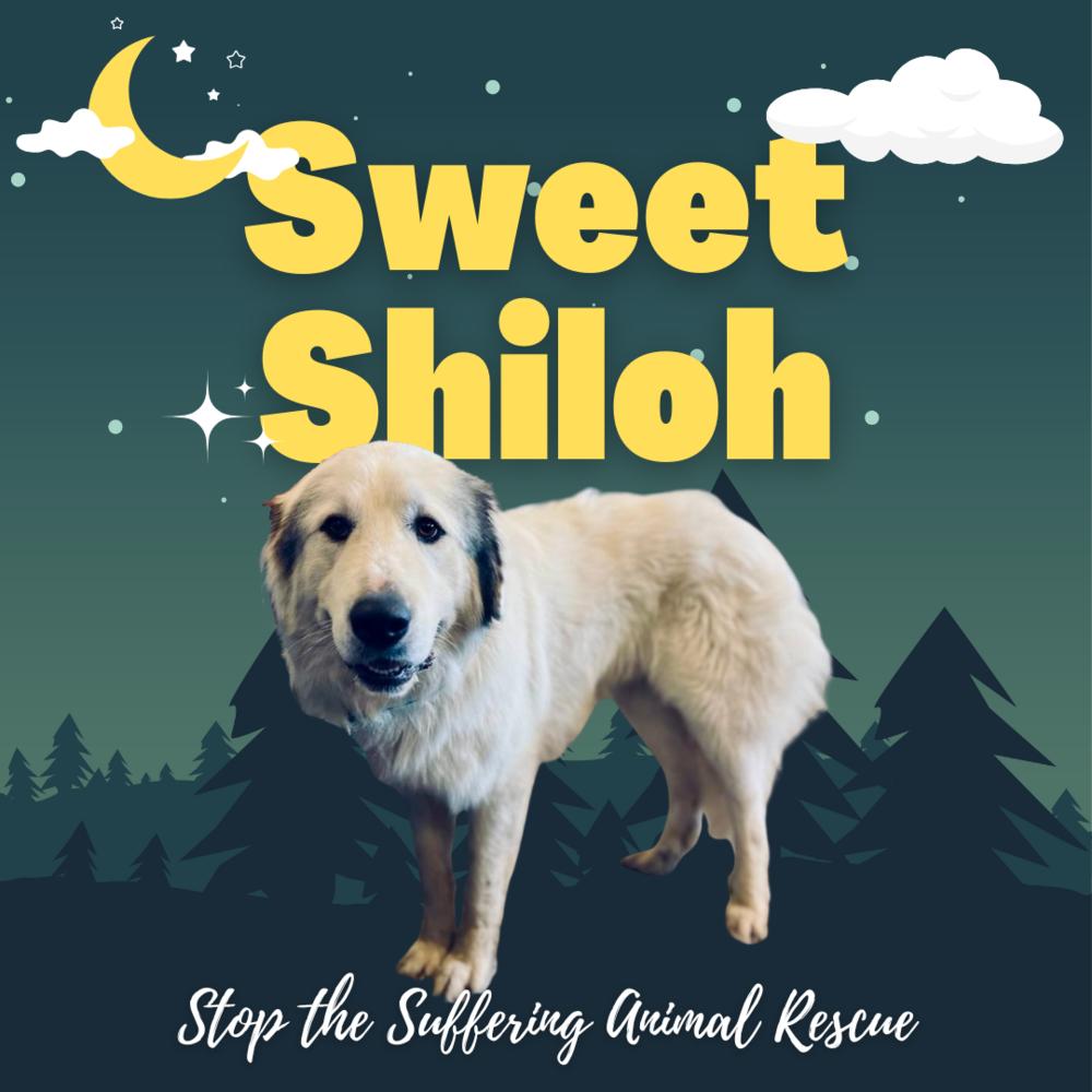 Shiloh thumbnail 4