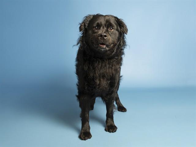 Enlarge FERNANDO, a Adoptable mixed breed in Phoenix, AZ image 1/1