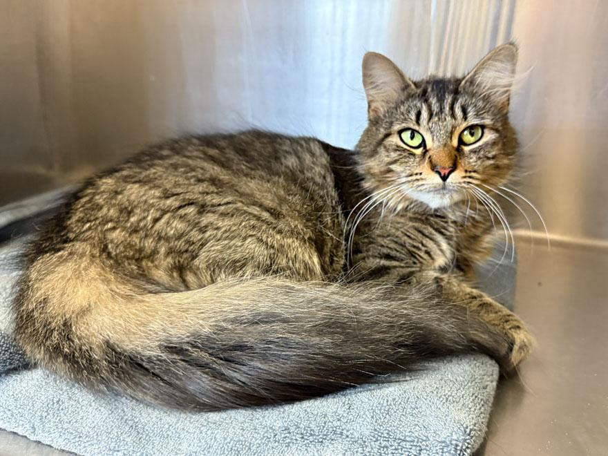 Carla, a Adoptable Domestic Medium Hair in E Falmouth, MA image 3/3