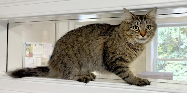 Carla, a Adoptable Domestic Medium Hair in E Falmouth, MA image 2/3
