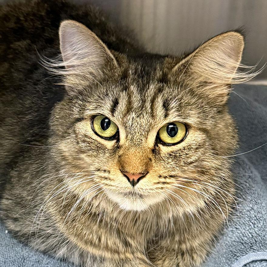 Carla, a Adoptable Domestic Medium Hair in E Falmouth, MA image 1/3