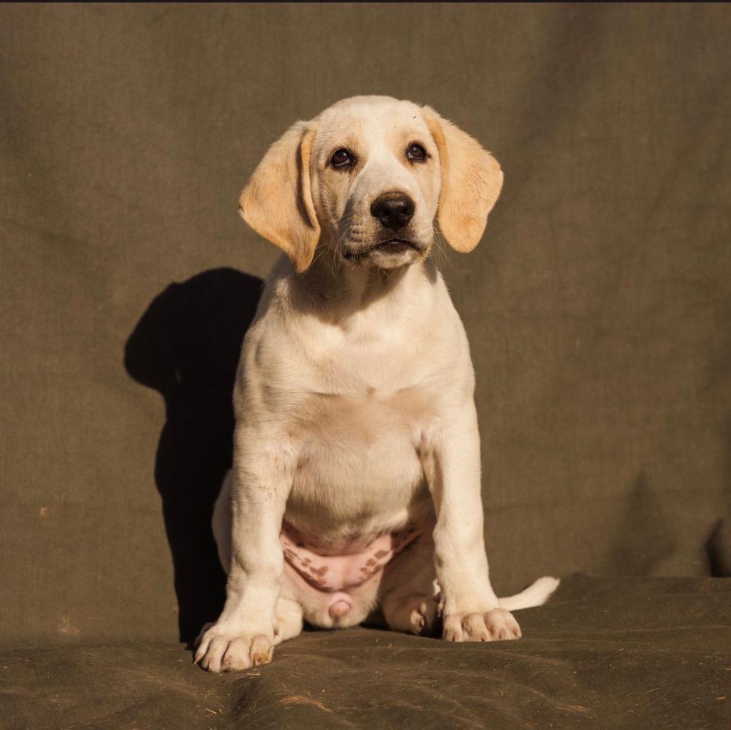 Enlarge Tatertot, a Adoptable mixed breed in Heber City, UT image 1/1