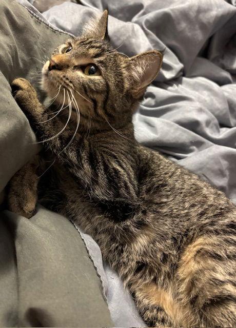 Ruth C4759, Adoptable, Young Female Domestic Short Hair.