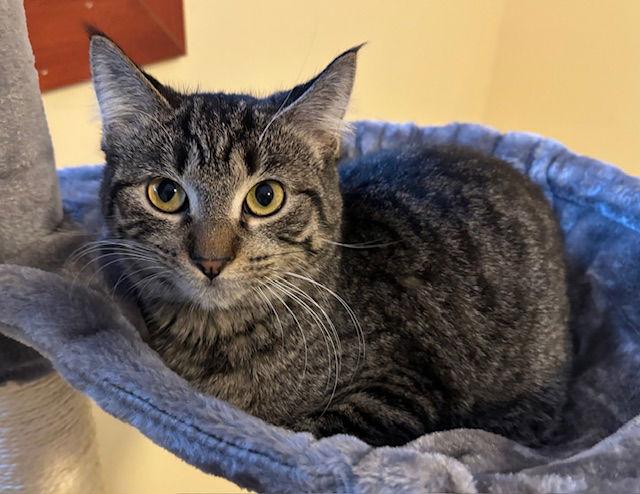 Enlarge Ruth C4759, a Adoptable Domestic Short Hair in minneapolis, MN image 2/3