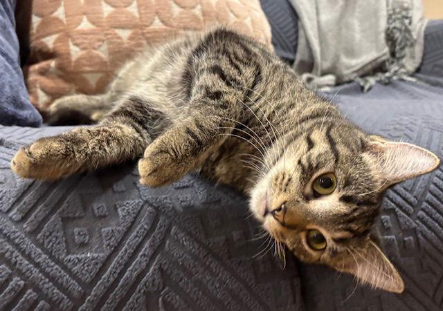 Enlarge Ruth C4759, a Adoptable Domestic Short Hair in minneapolis, MN image 3/3