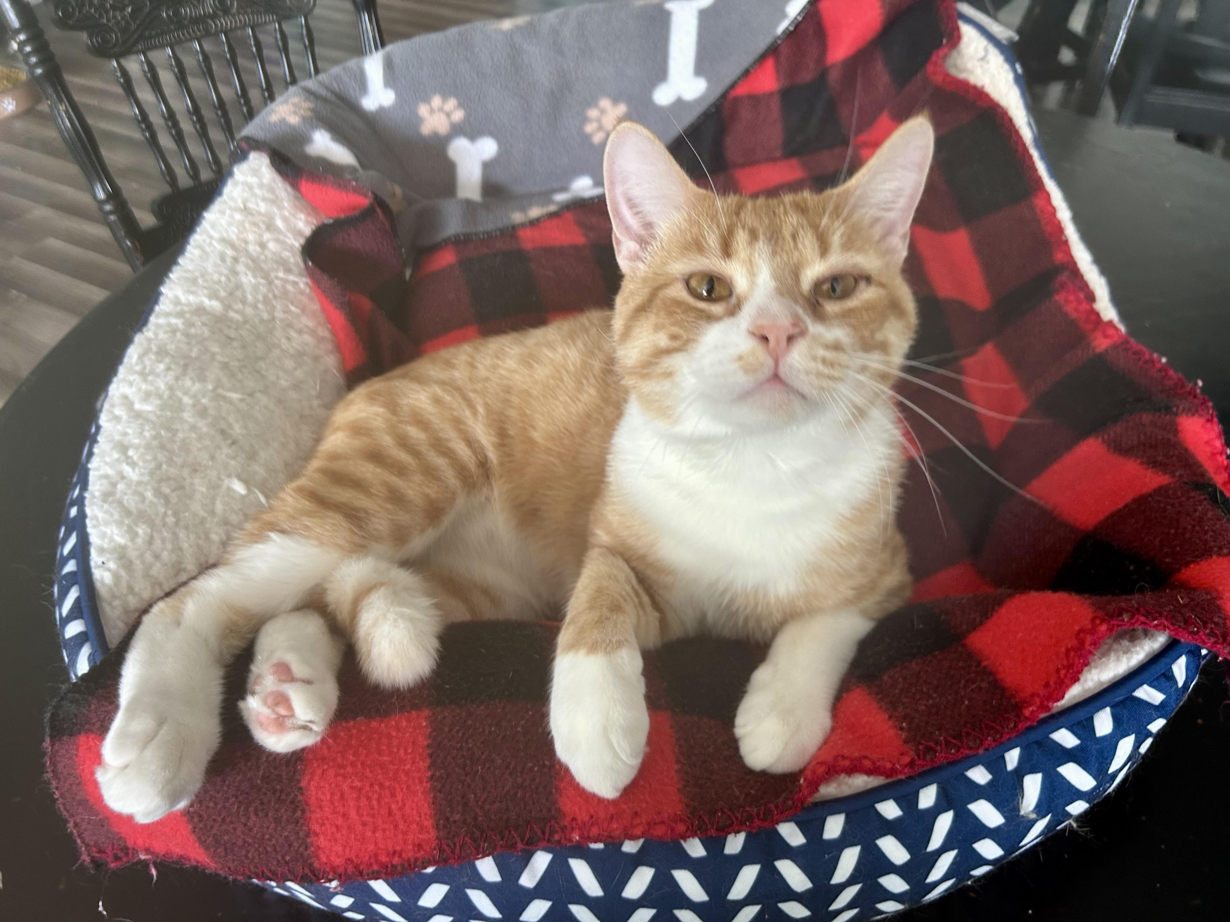 Enlarge Victor and Vincent, a ADOPTABLE Tabby in Grand Rapids, MI image 4/6