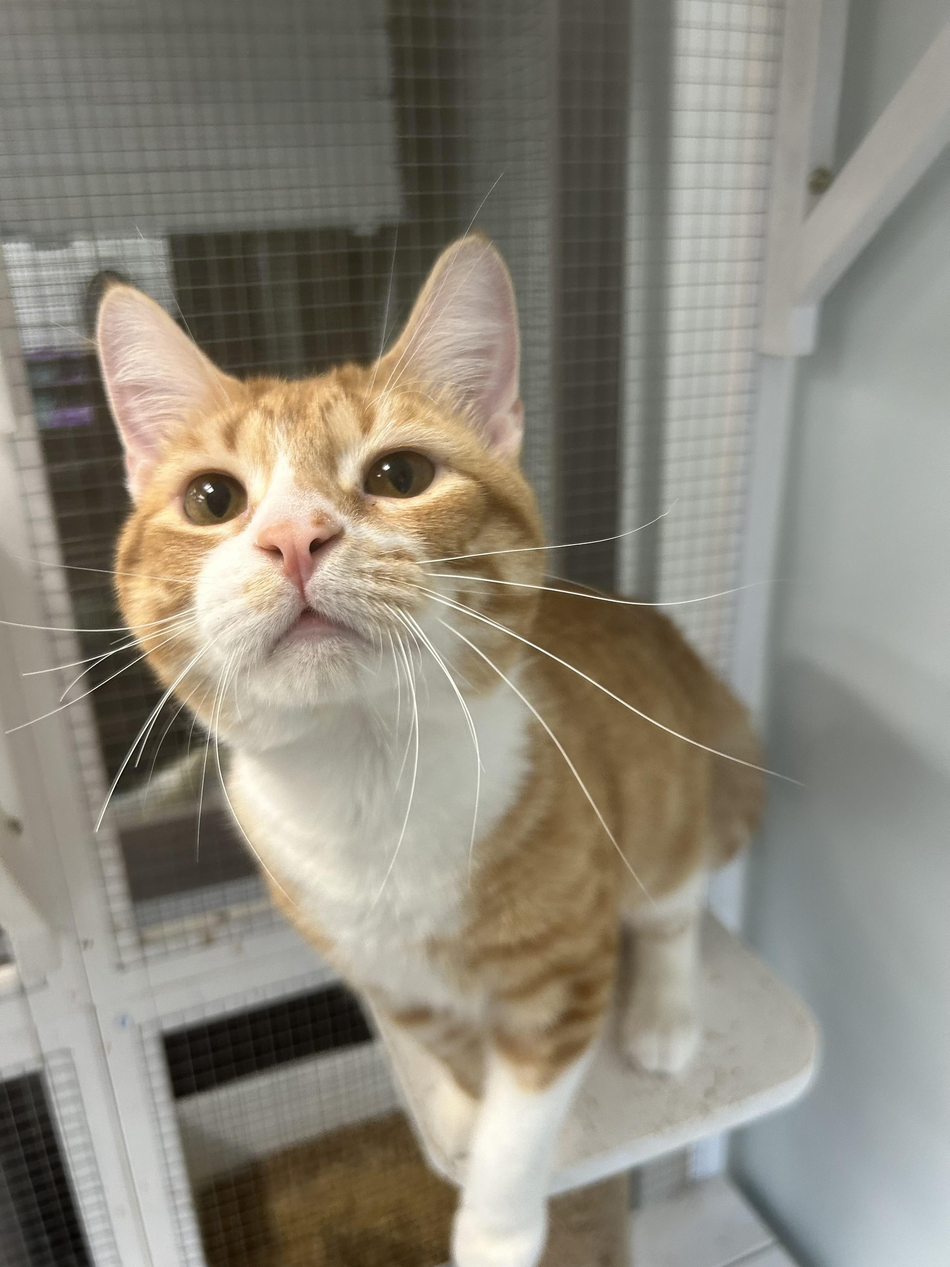 Enlarge Victor and Vincent, a ADOPTABLE Tabby in Grand Rapids, MI image 2/6