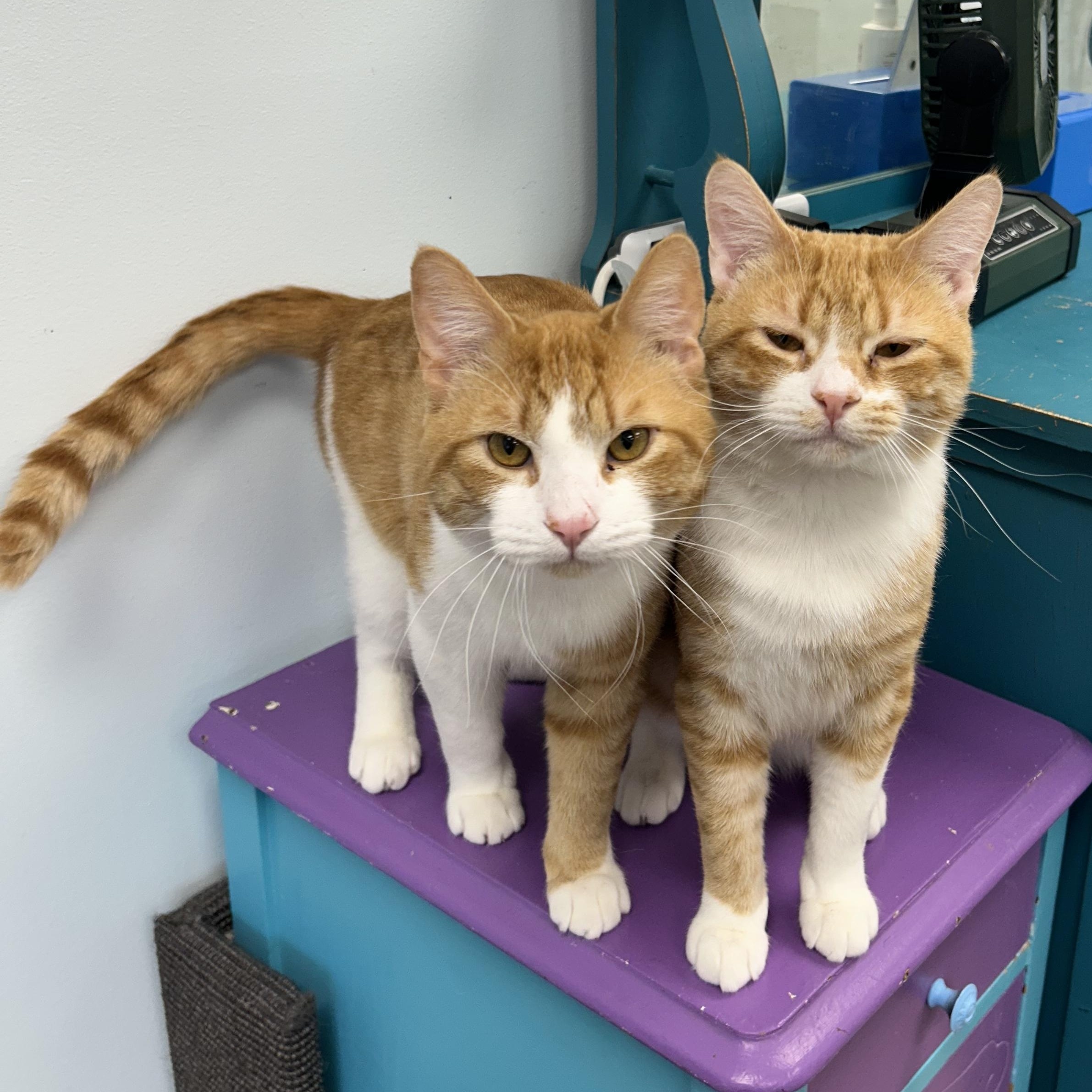 Enlarge Victor and Vincent, a ADOPTABLE Tabby in Grand Rapids, MI image 6/6