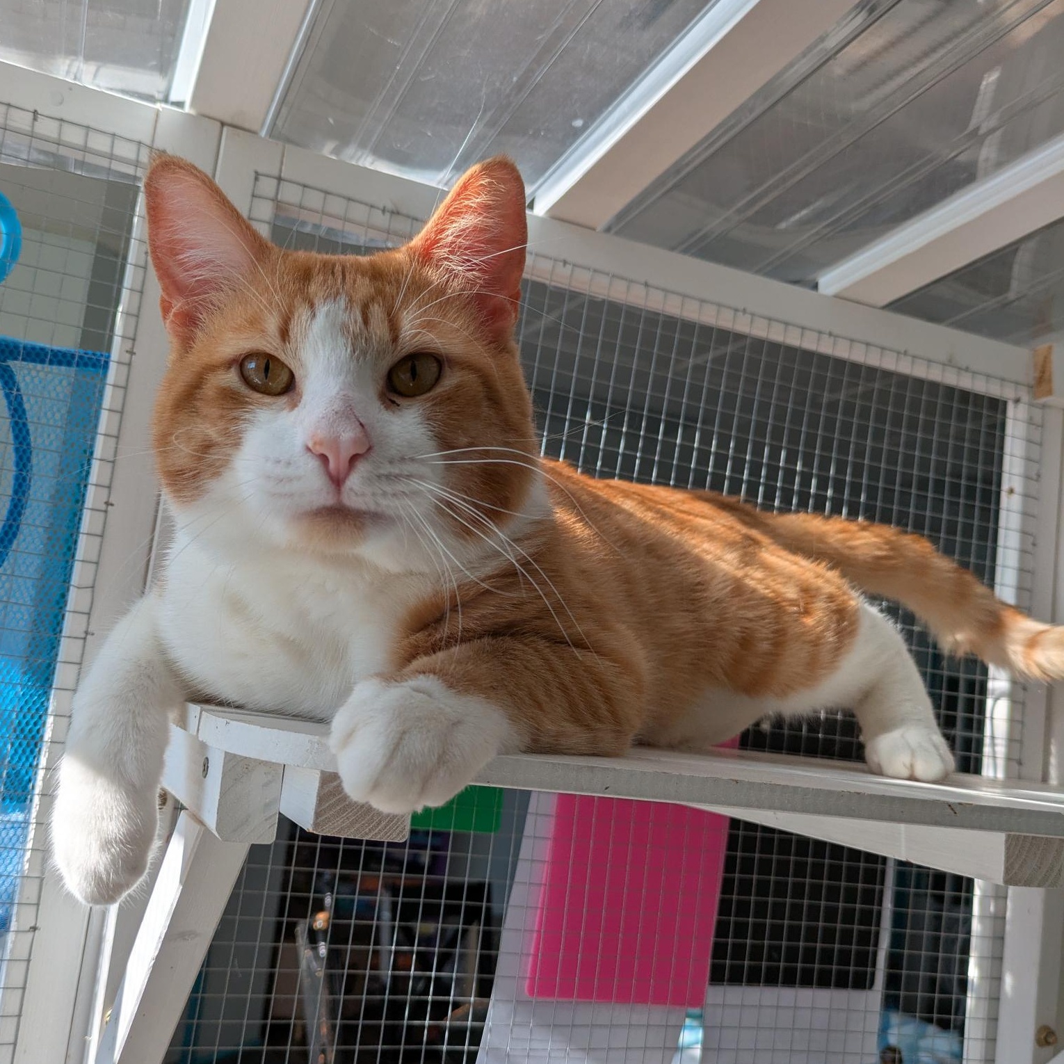 Enlarge Victor and Vincent, a ADOPTABLE Tabby in Grand Rapids, MI image 5/6