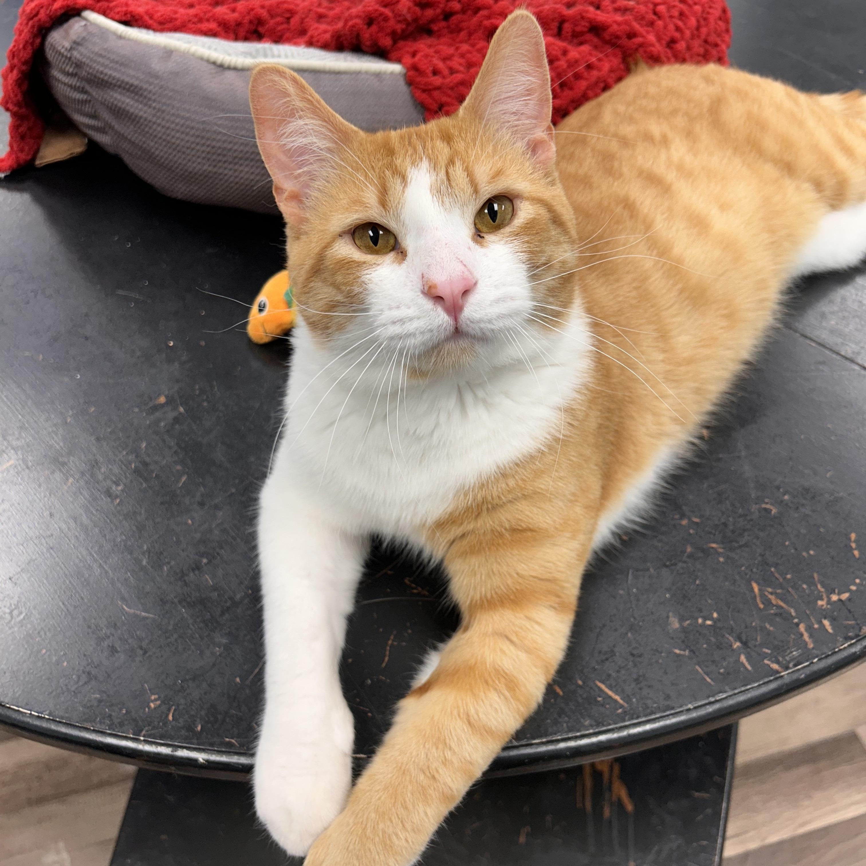 Enlarge Victor and Vincent, a ADOPTABLE Tabby in Grand Rapids, MI image 1/6