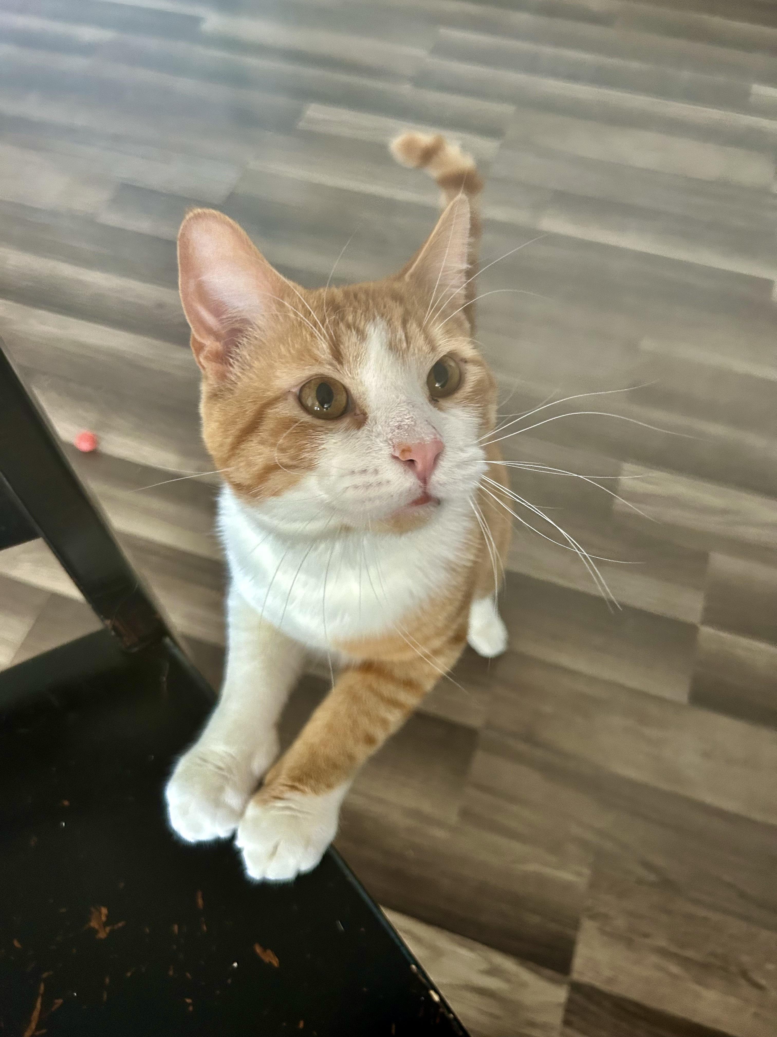 Enlarge Victor and Vincent, a ADOPTABLE Tabby in Grand Rapids, MI image 6/6