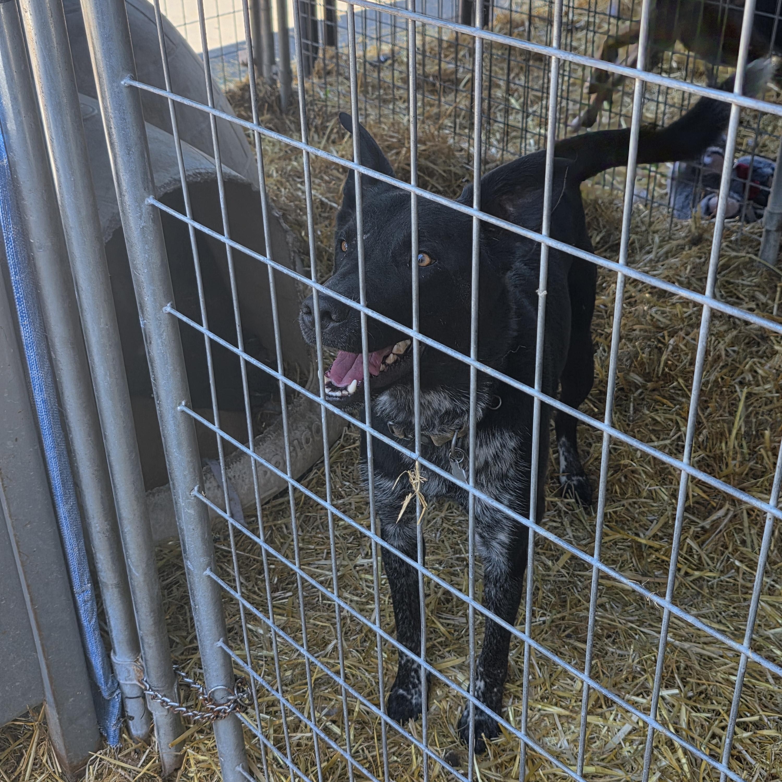 F-Rig, an adoptable Australian Cattle Dog / Blue Heeler in Billings, MT, 59101 | Photo Image 2