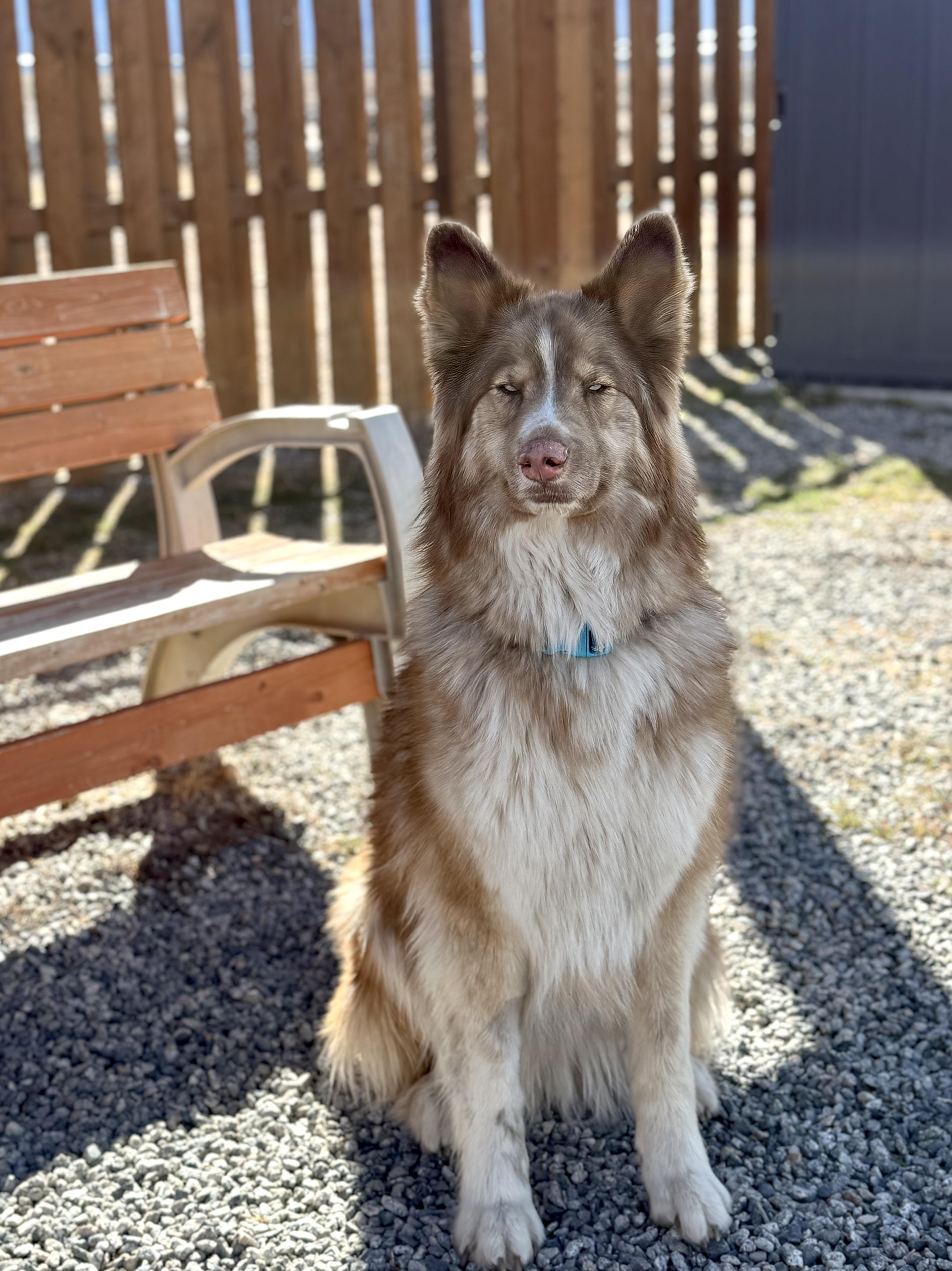 Enlarge Luna, an adopted mixed breed in Buena Vista, CO image 2/3