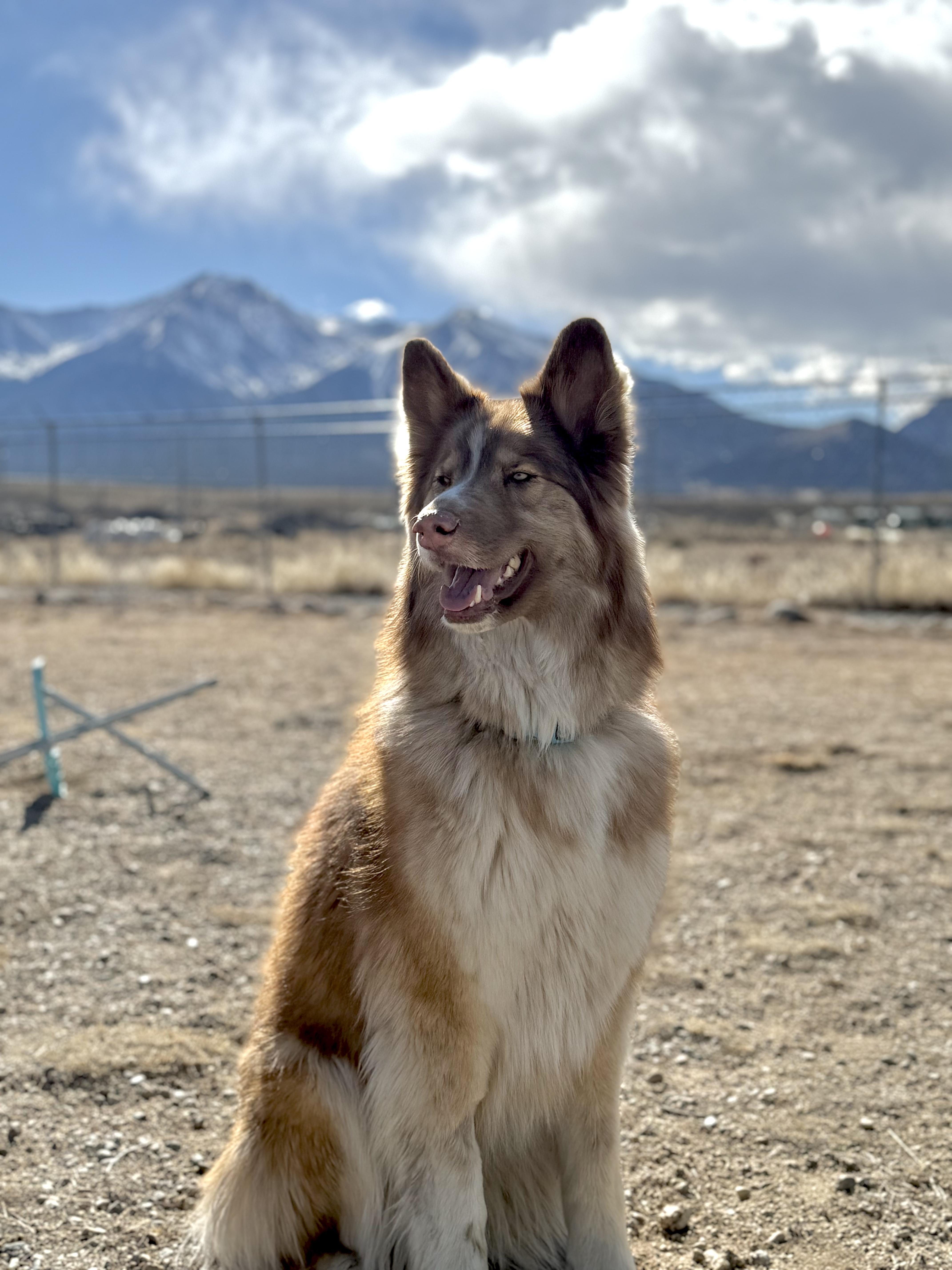 Enlarge Luna, an adopted mixed breed in Buena Vista, CO image 3/3