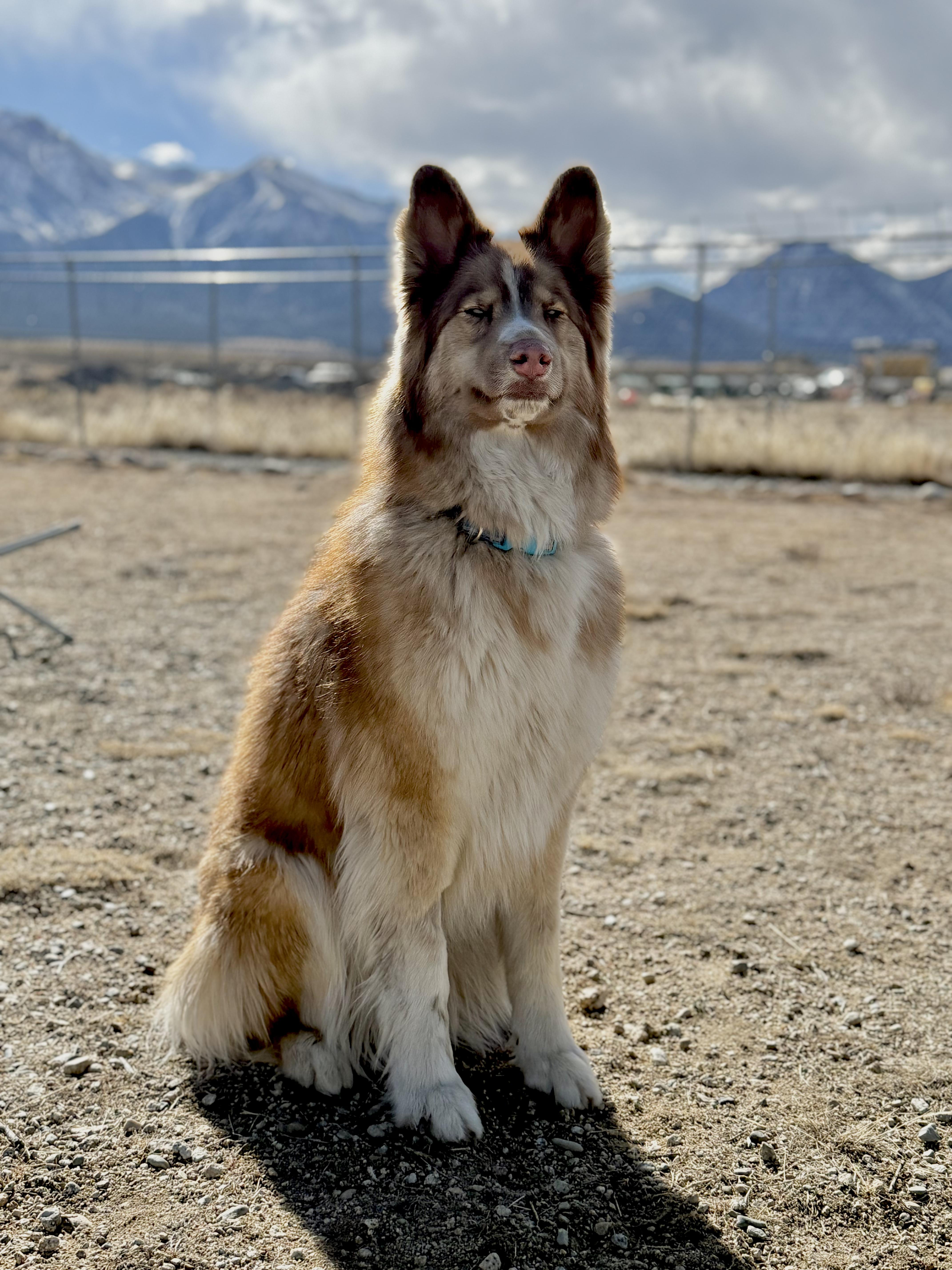 Enlarge Luna, an adopted mixed breed in Buena Vista, CO image 1/3