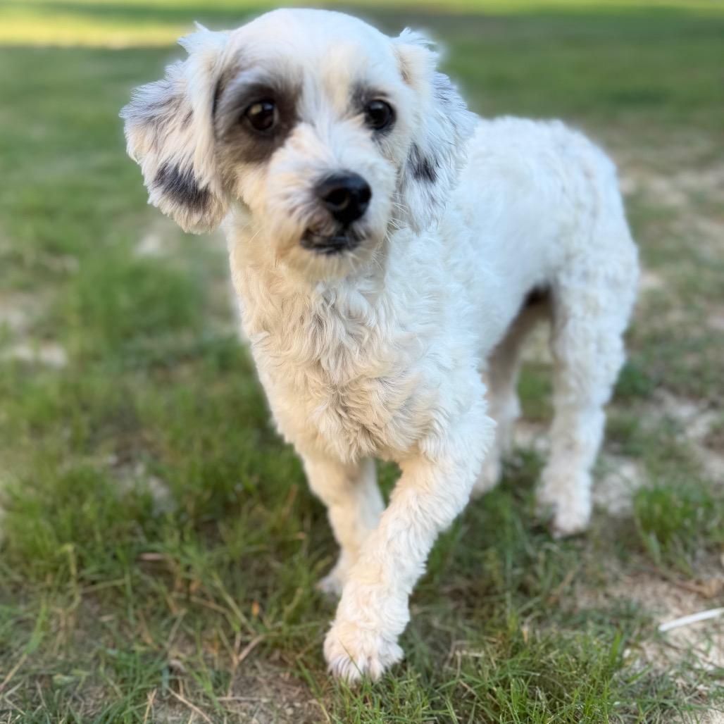 Enlarge Snoopy, a Adoptable Poodle in Baton Rouge, LA image 1/4