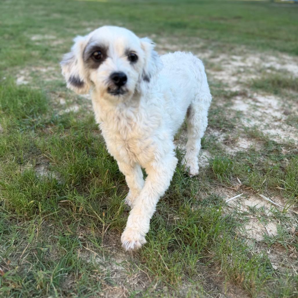 Enlarge Snoopy, a Adoptable Poodle in Baton Rouge, LA image 2/4