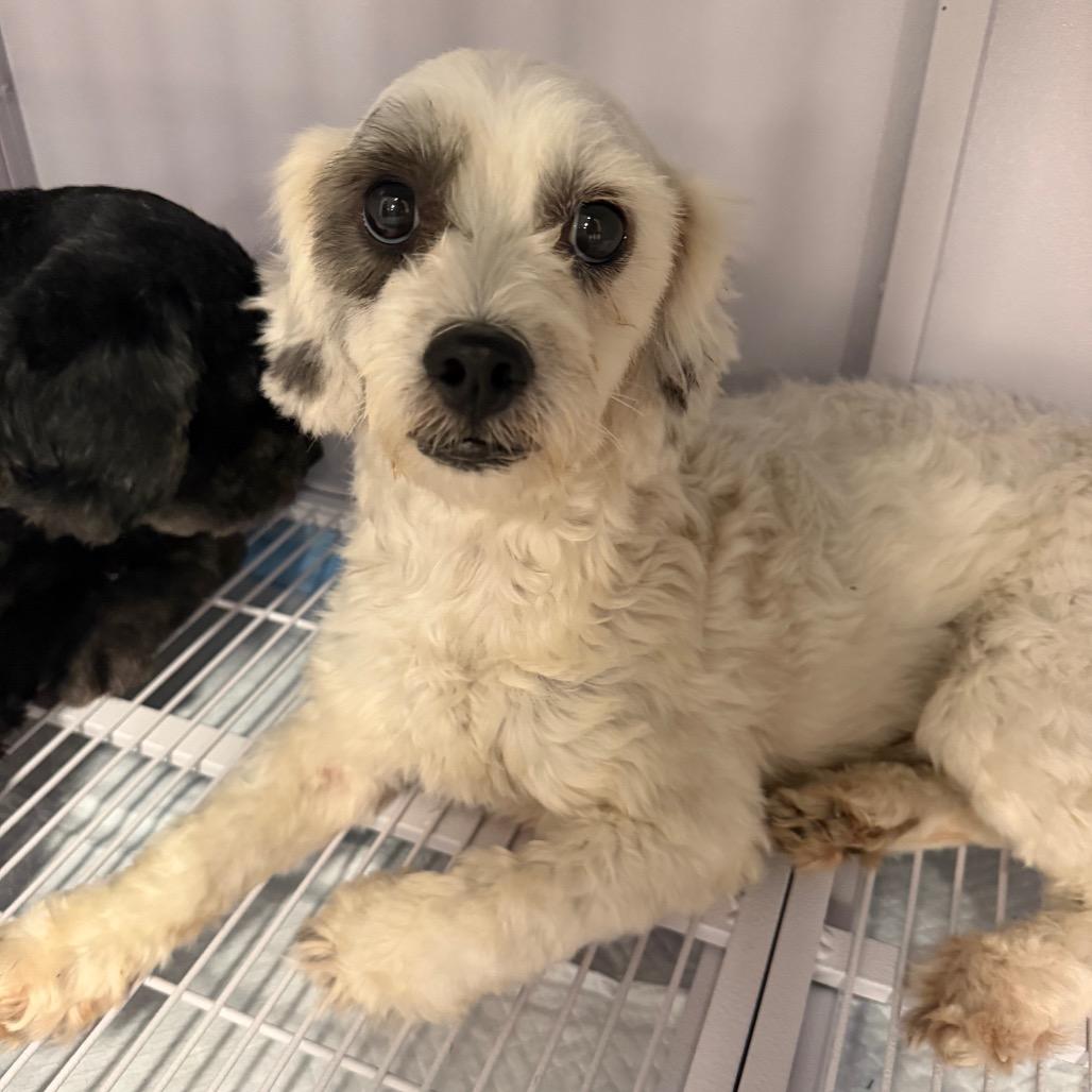 Enlarge Snoopy, a Adoptable Poodle in Baton Rouge, LA image 3/4