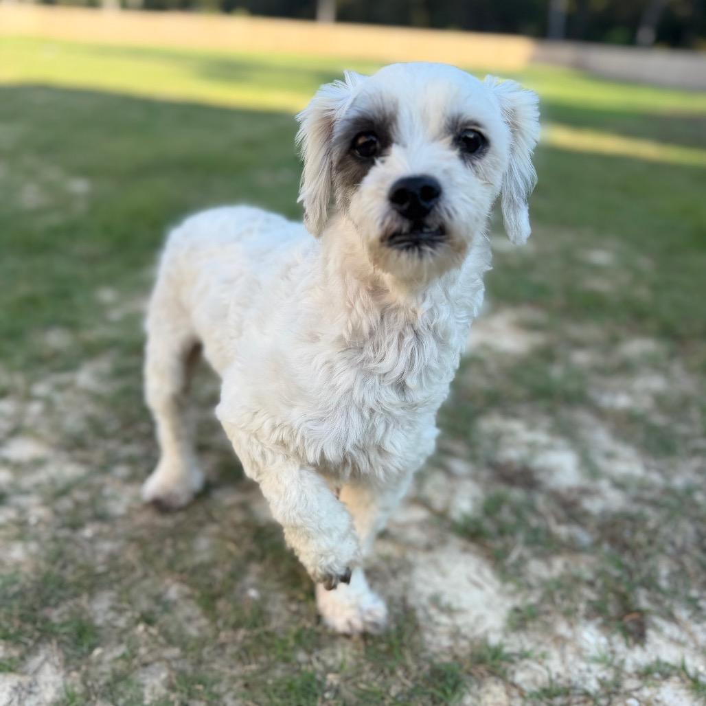 Enlarge Snoopy, a Adoptable Poodle in Baton Rouge, LA image 4/4