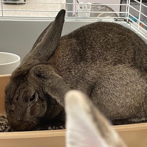 RJ, Adoptable, Young Male American.