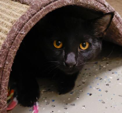 Hope, Adoptable, Young Female Domestic Short Hair & Domestic Short Hair.