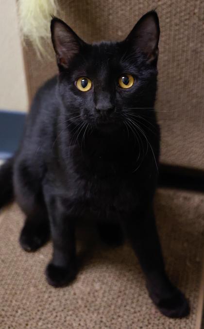 Enlarge Hope, a Adoptable mixed breed in Baraboo, WI image 3/3