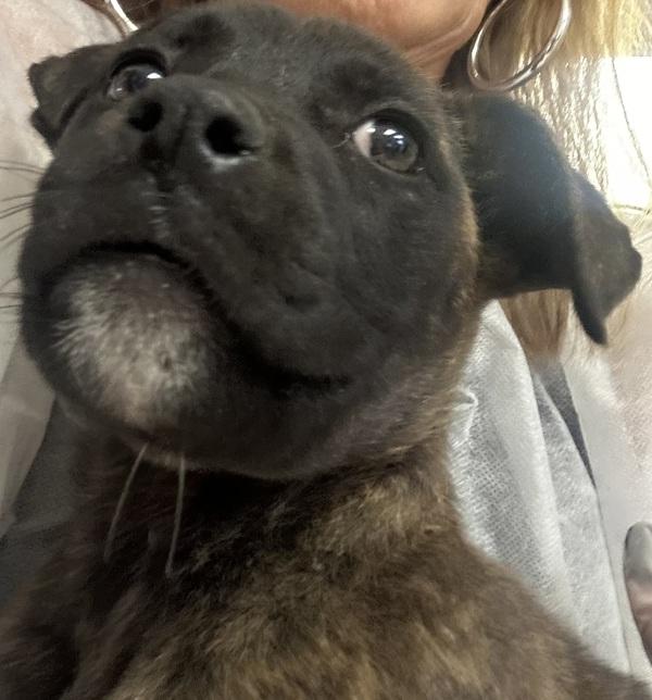 Keebler, Adoptable, Young Female Labrador Retriever.