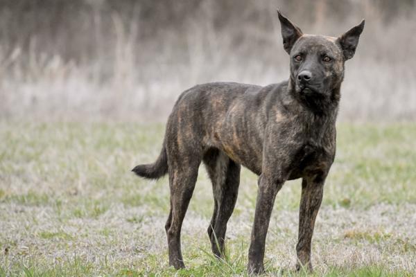 Enlarge Keebler, a Adoptable mixed breed in Cleveland, TN image 4/5