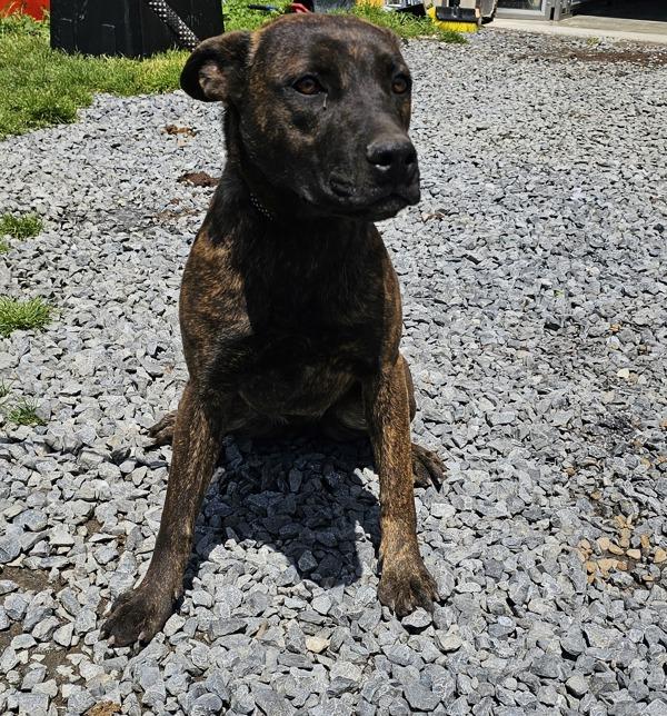 Enlarge Keebler, a Adoptable mixed breed in Cleveland, TN image 2/2