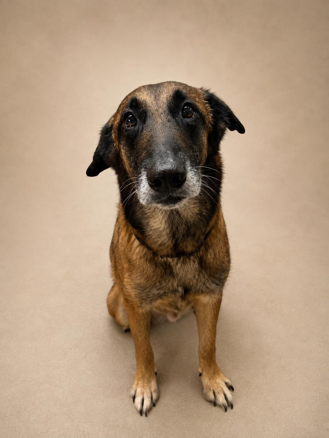 Enlarge Noah, a ADOPTABLE Belgian Shepherd / Malinois in Ocean Springs, MS image 1/3