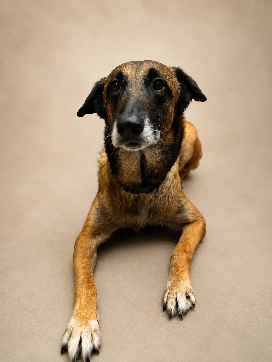 Enlarge Noah, a ADOPTABLE Belgian Shepherd / Malinois in Ocean Springs, MS image 2/3
