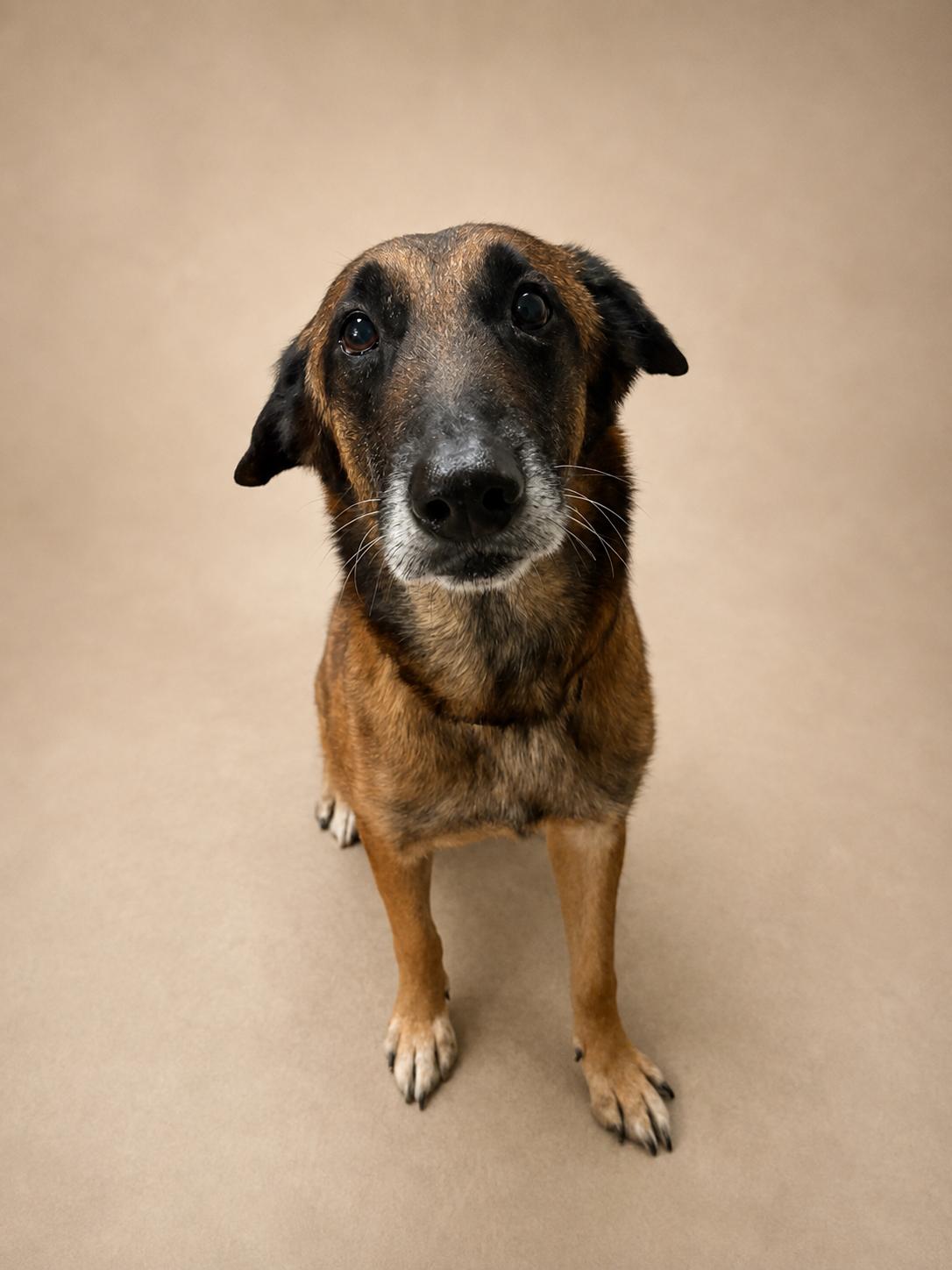 Enlarge Noah, a ADOPTABLE Belgian Shepherd / Malinois in Ocean Springs, MS image 3/3