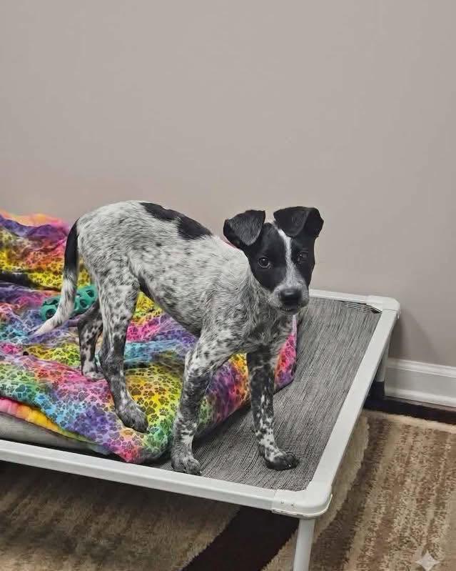 Marbles, a ADOPTABLE mixed breed in Broken Arrow, OK image 6/6