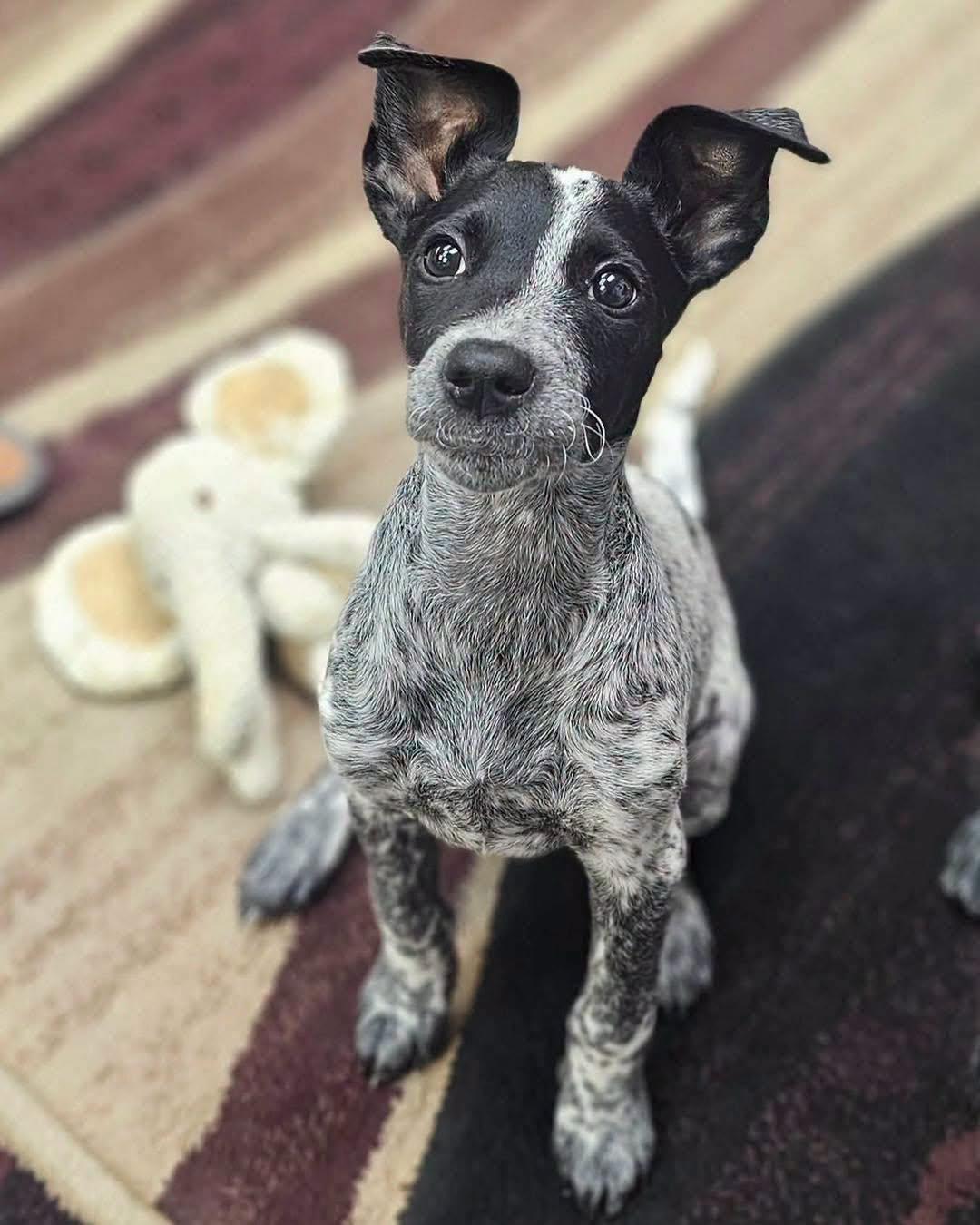 Marbles, a ADOPTABLE mixed breed in Broken Arrow, OK image 5/6