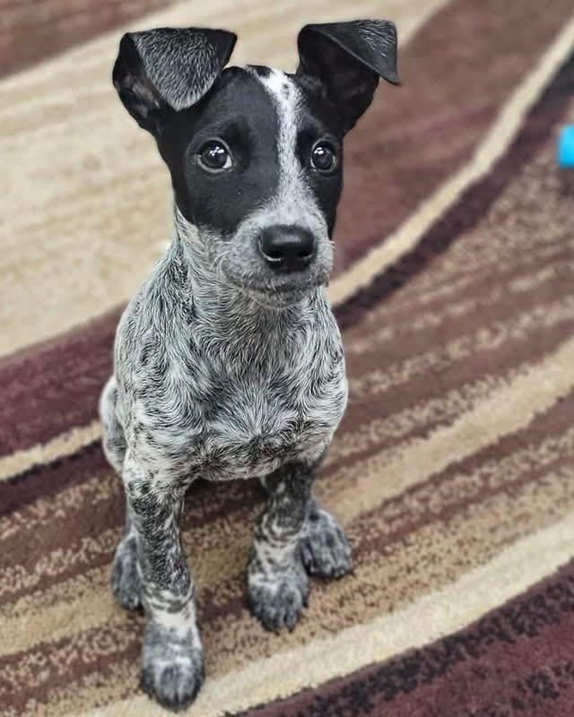 Marbles, a ADOPTABLE mixed breed in Broken Arrow, OK image 3/6