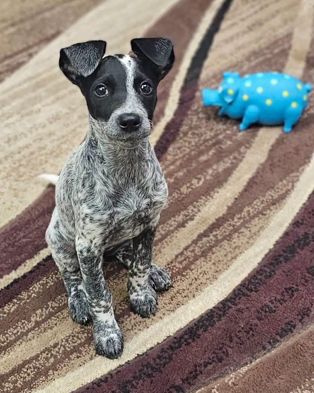 Marbles, a ADOPTABLE mixed breed in Broken Arrow, OK image 4/6