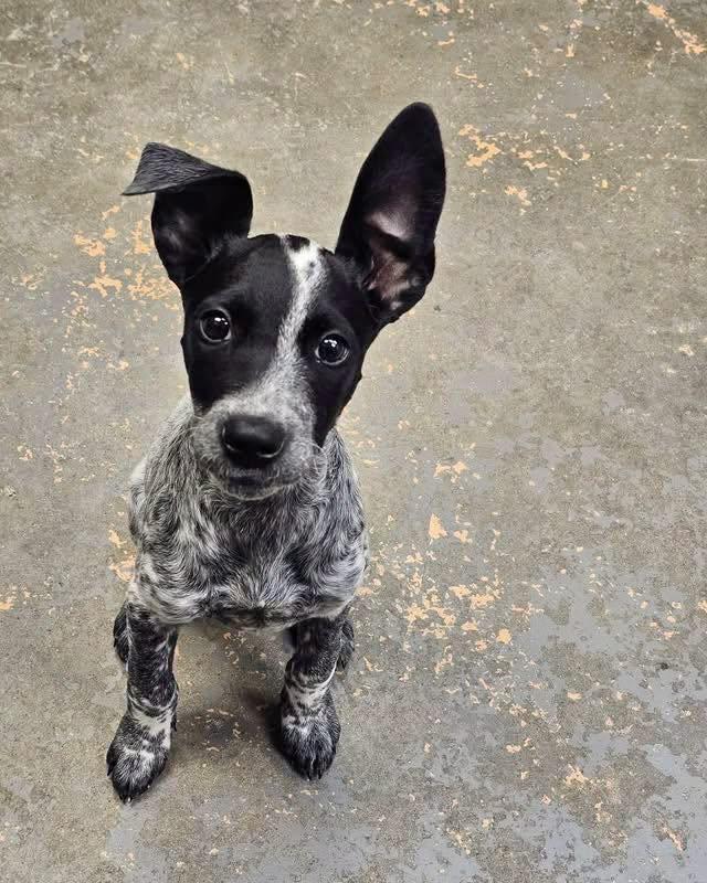 Marbles, a ADOPTABLE mixed breed in Broken Arrow, OK image 2/6