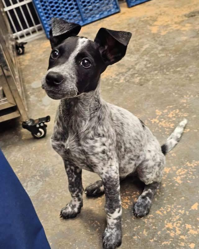 Marbles, ADOPTABLE, Puppy Female Poodle.