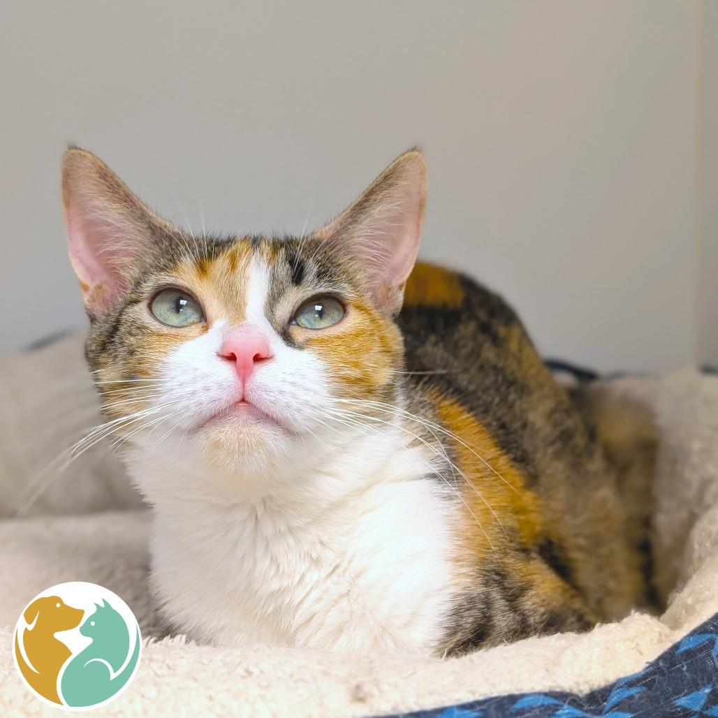 Enlarge Wren, a Adoptable Domestic Short Hair in Toledo, OH image 1/1