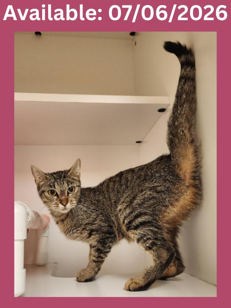 Cat Condo #19 Mama, Adoptable, Young Female Domestic Short Hair.