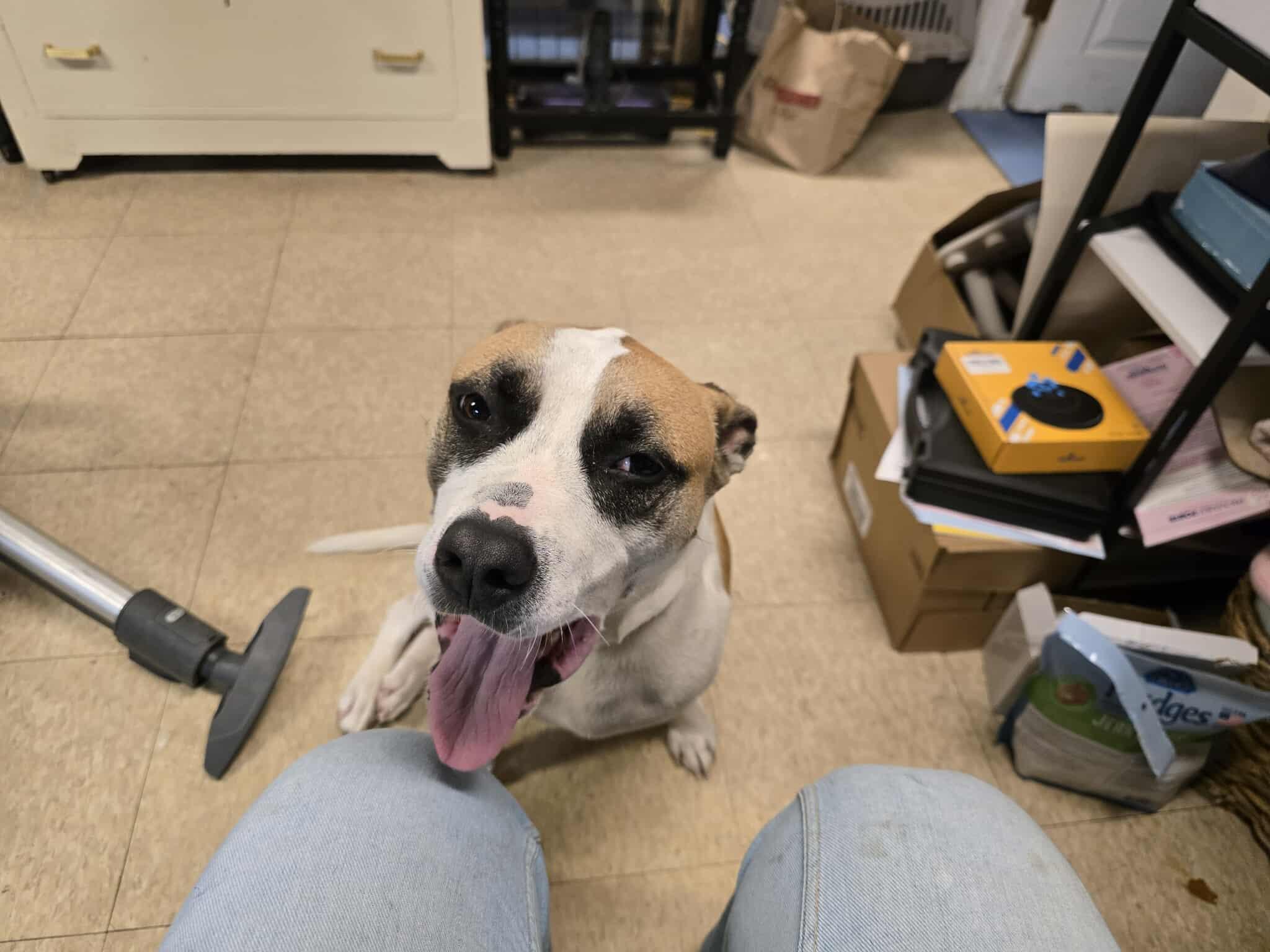 April, Adoptable, Young Female Terrier.