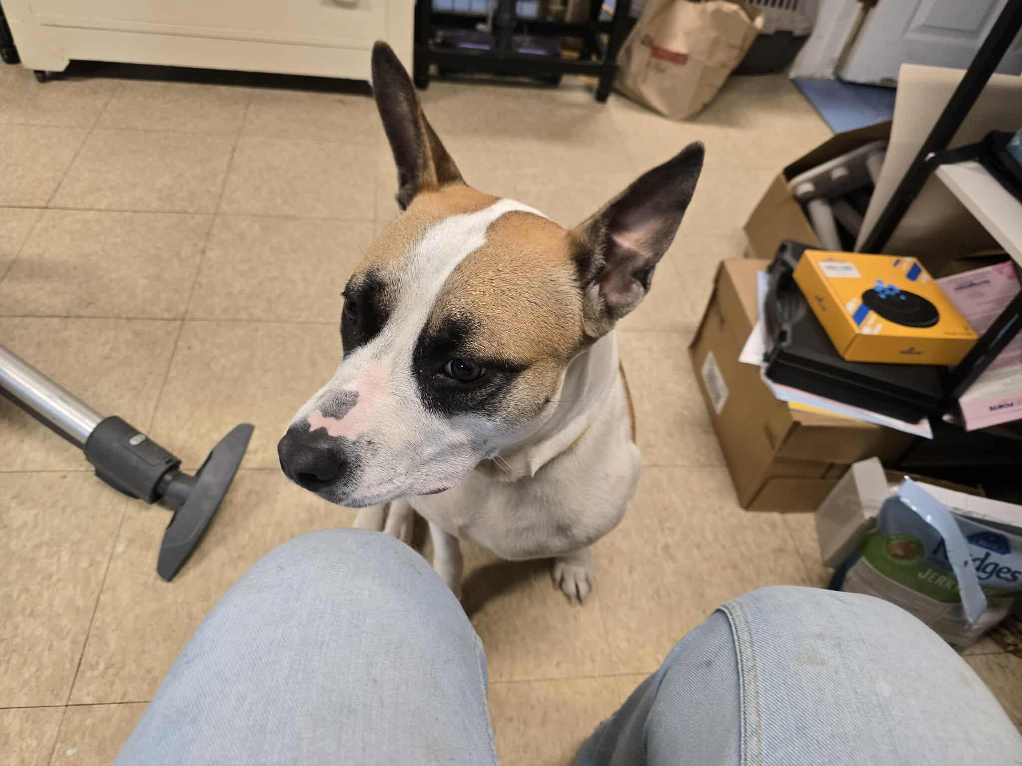 Enlarge April, a Adoptable mixed breed in Claremont, NH image 2/3