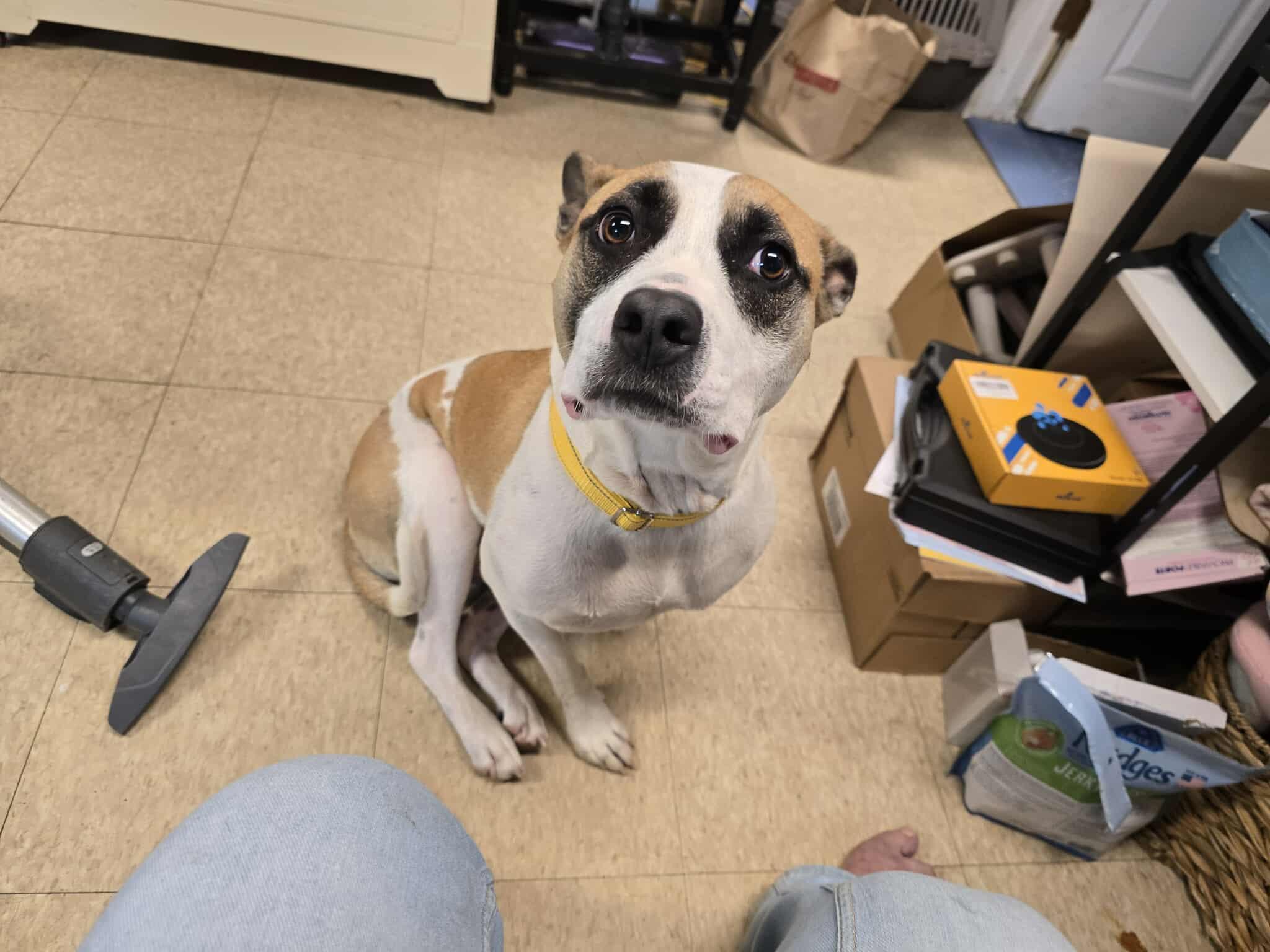 Enlarge April, a Adoptable mixed breed in Claremont, NH image 3/3