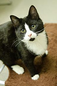 Enlarge Rivet, a Adoptable mixed breed in Jamestown, NY image 1/2