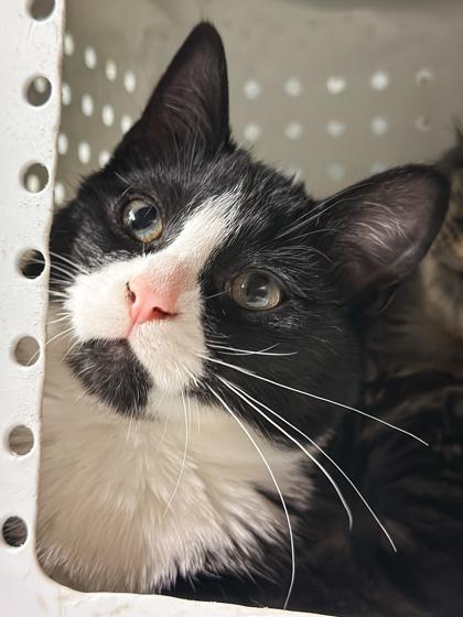 Enlarge Rivet, a Adoptable mixed breed in Jamestown, NY image 2/2