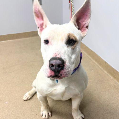 WALNUT, Adoptable, Young Male Bull Terrier & Mixed Breed.