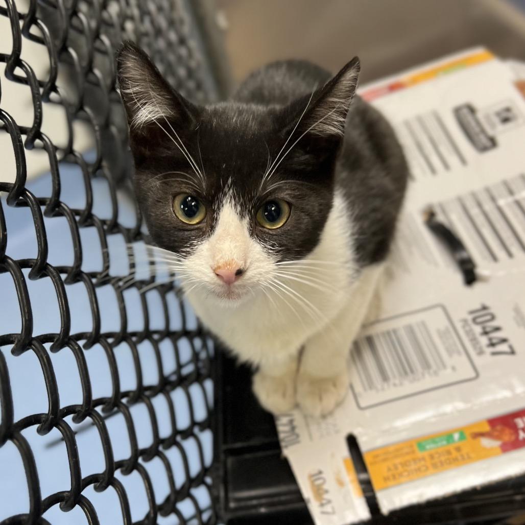 Enlarge Waffle, a Adoptable Domestic Short Hair in Wantagh, NY image 1/6